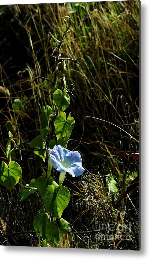Morning Glory Metal Print featuring the photograph In Praise of Morning Light by Craig Wood