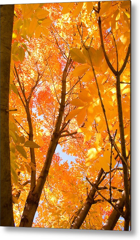 Autumn Metal Print featuring the photograph In the Autumn Mood by James BO Insogna