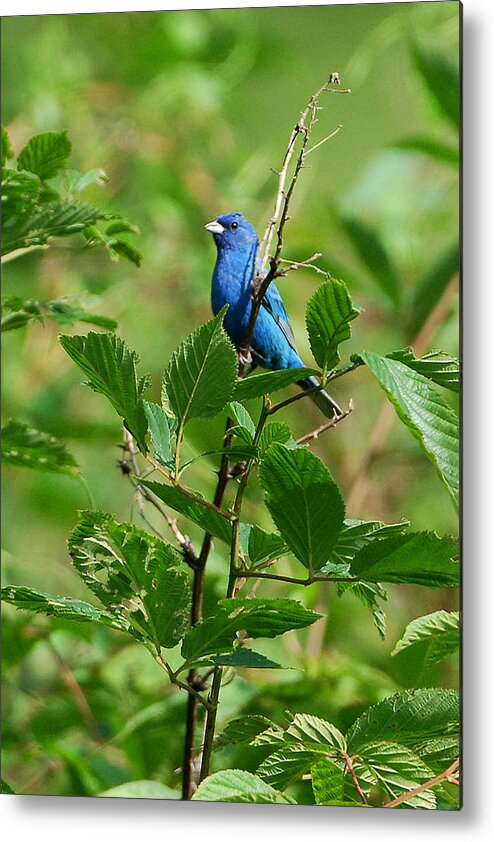 Indigo Bunting Metal Print featuring the photograph Indigo Bunting by Alan Lenk