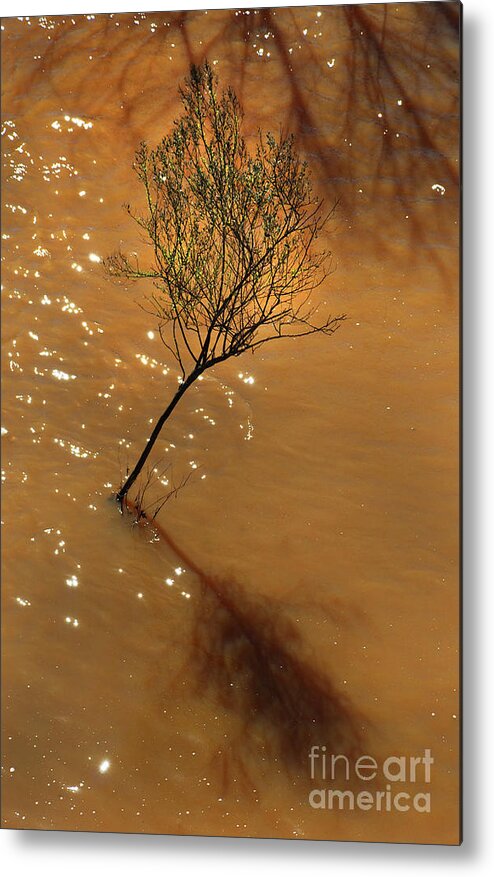 Scenic Tours Metal Print featuring the photograph Inspiration Under Duress by Skip Willits