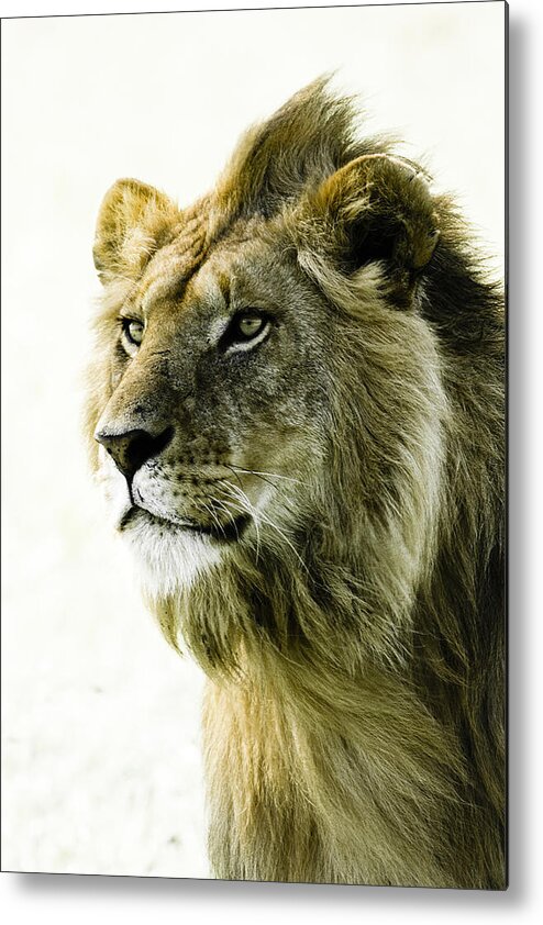 Lion Metal Print featuring the photograph Intensity by Michele Burgess