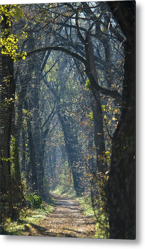 American Metal Print featuring the photograph Into The Wood by Brian Green