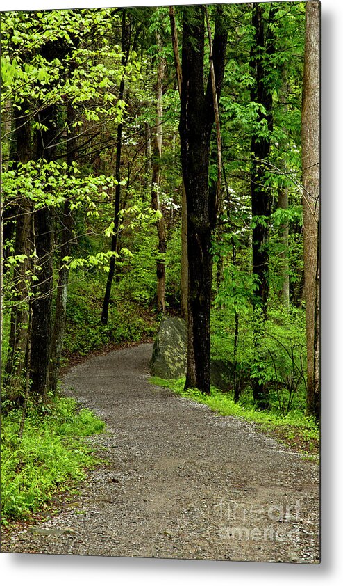 Paths Metal Print featuring the photograph Into the Woods by Kathy McClure
