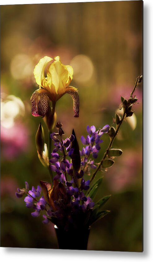 Iris Metal Print featuring the photograph Iris 6 by Loni Collins