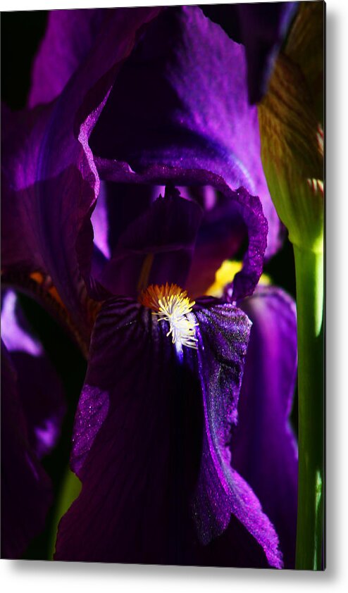 Flower Metal Print featuring the photograph Iris by Anthony Jones