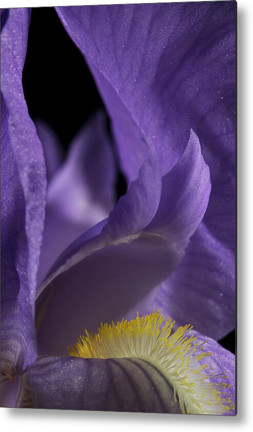 Purple Iris Metal Print featuring the photograph Iris Series 2 by Mike Eingle