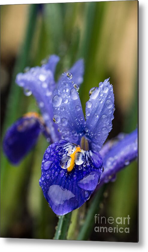 Iris Metal Print featuring the photograph Iris With Raindrops 2 by Steve Purnell