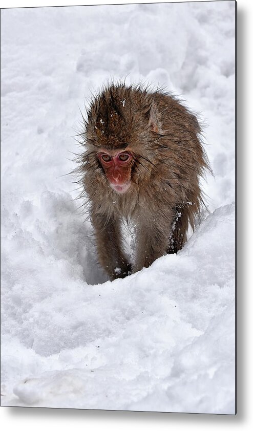 Jigokudani Metal Print featuring the photograph Its here somewhere by Kuni Photography