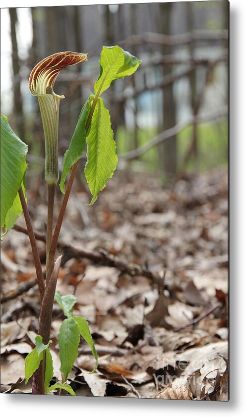 Metal Print featuring the photograph Jack in the Pulpit by David Frederick