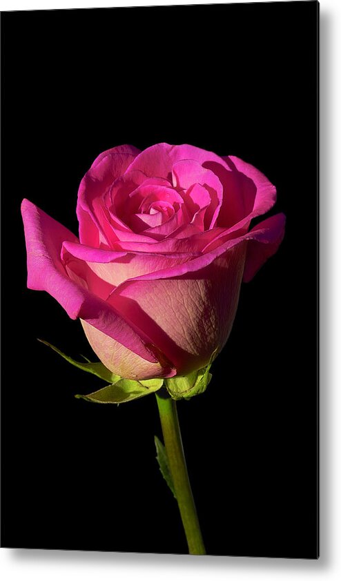 Rose Metal Print featuring the photograph January Rose by Gary Dean Mercer Clark