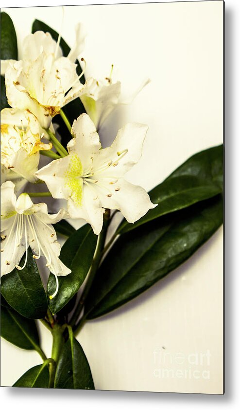 Japanese Metal Print featuring the photograph Japanese flower art by Jorgo Photography