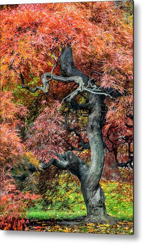 Landscape Metal Print featuring the photograph Japanese Maple - Aged to Perfection by Betty Denise