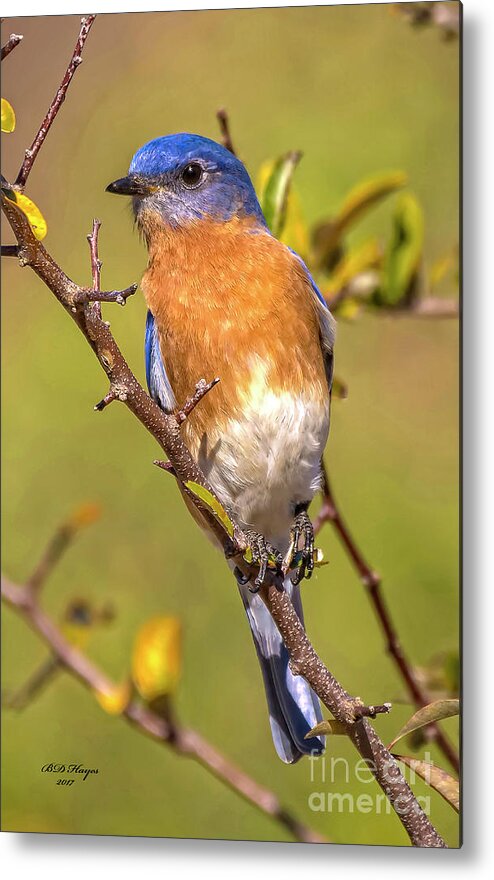 Bluebirds Metal Print featuring the photograph Jekyll Bluebird by DB Hayes