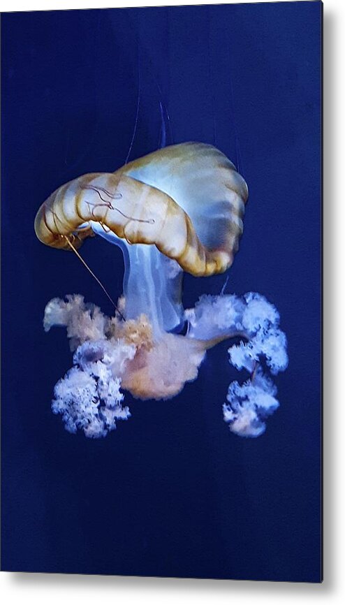 Blue Metal Print featuring the photograph Jellyfish by Carrie Railsback