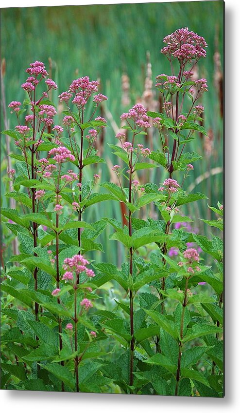 Joe-pye Weed Metal Print featuring the photograph Joe-Pye Weed by Mary McAvoy