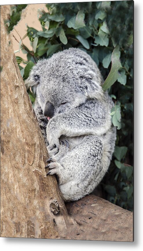 Koala Metal Print featuring the photograph Joey's Nap by William Bitman
