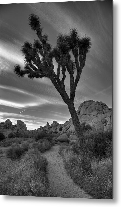 California Metal Print featuring the photograph Joshua Tree Path by Peter Tellone