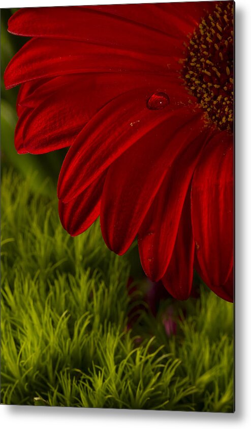 Gerber Daisy Metal Print featuring the photograph Just a Drop by Marlo Horne