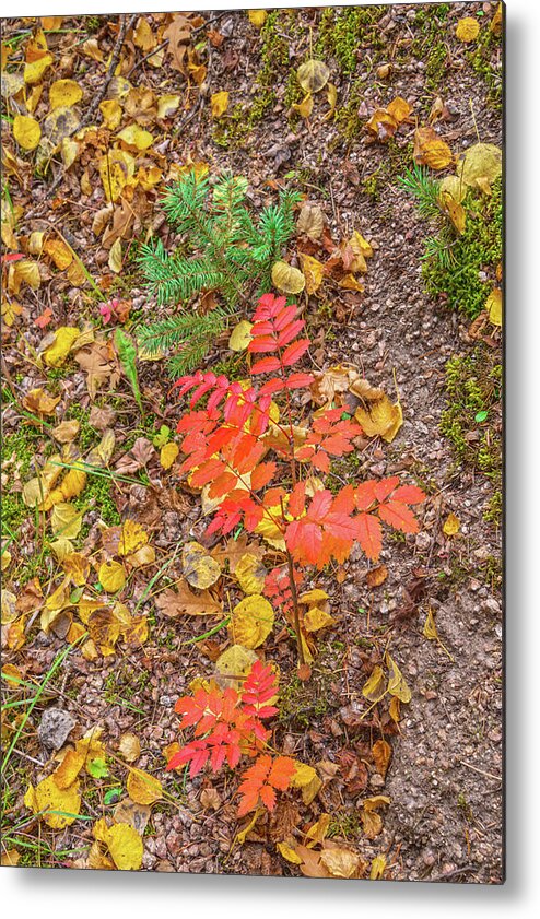 Fall Colors Metal Print featuring the photograph Keep Your Bowels Empty And Your Mind Full. Tragically, The Opposite Is True In Our Culture. by Bijan Pirnia