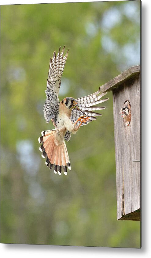 Bird Metal Print featuring the photograph Kestrel with Dragonfly for Chick by Alan Lenk