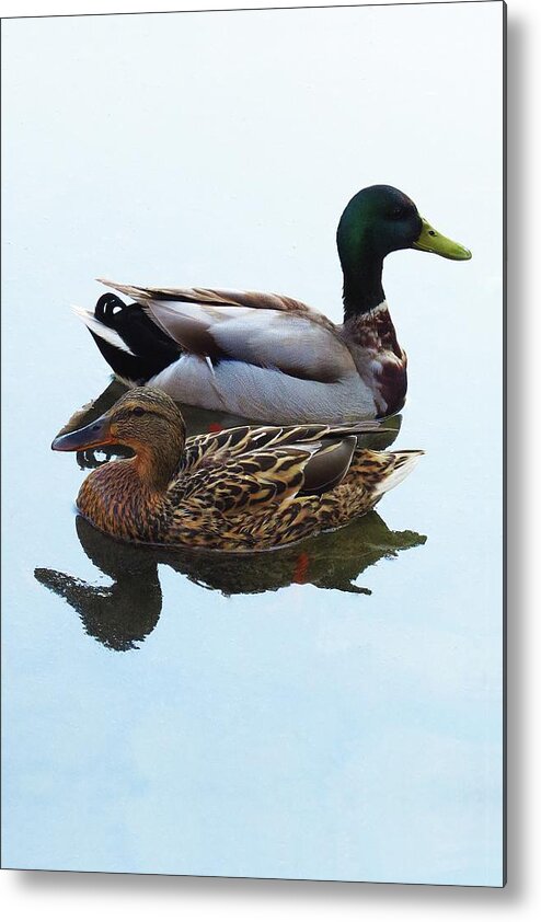Mallard Metal Print featuring the photograph King and Queen by Attila Meszlenyi