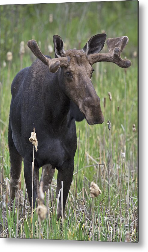 Nina Stavlund Metal Print featuring the photograph King of the Forest.. by Nina Stavlund