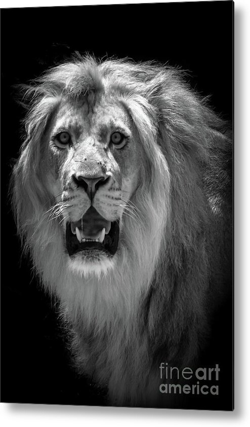 Lion Metal Print featuring the photograph King Of The Jungle by Adrian De Leon Art and Photography