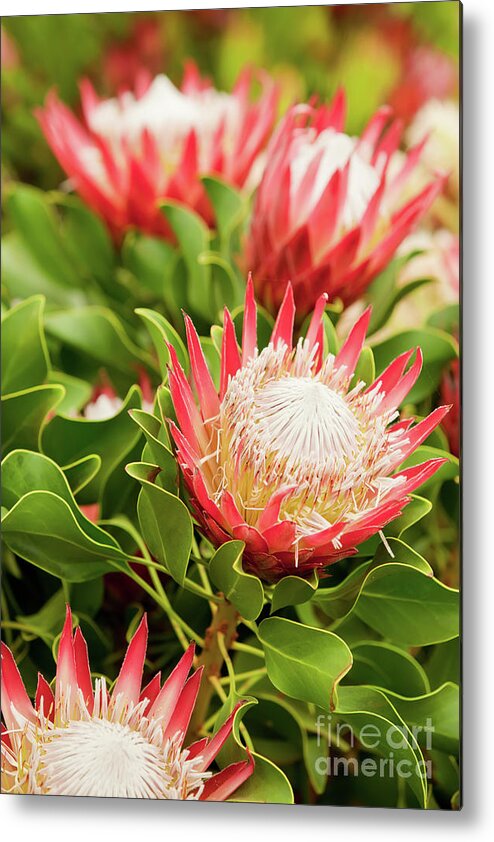 King Protea Metal Print featuring the photograph King Protea flowers by Simon Bratt