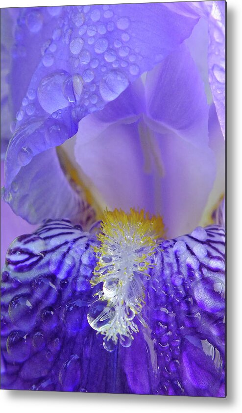 Iris Metal Print featuring the photograph Kissed by Rain by Bill Morgenstern