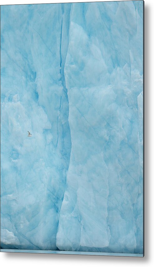 Svalbard Metal Print featuring the photograph Kittiwake Flying Into The Blue by Yves Adams