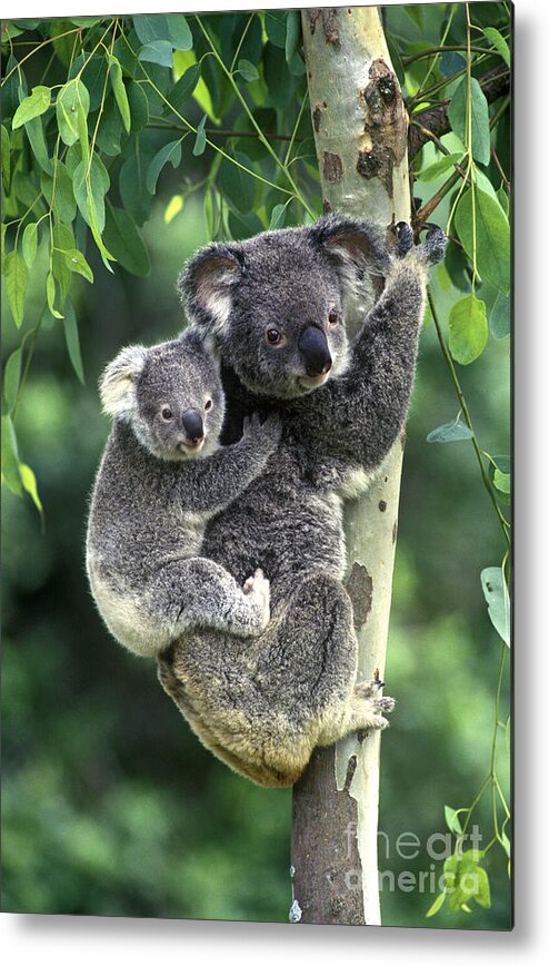 #faatoppicks Metal Print featuring the photograph Koala And Young by Jean-Louis Klein & Marie-Luce Hubert
