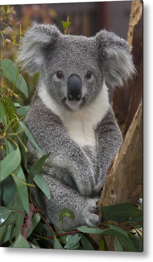 00446165 Metal Print featuring the photograph Koala by Zssd