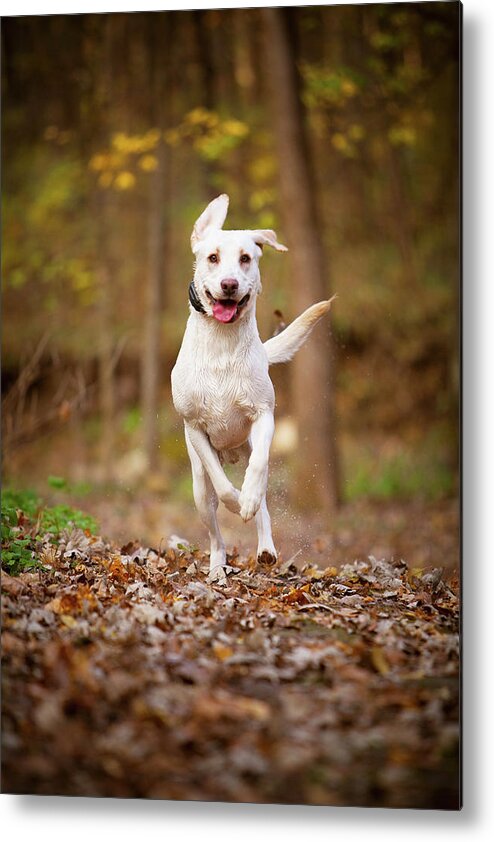 Labrador Retriever Metal Print featuring the photograph Labrador Frolics in Woodlands by Jane Melgaard