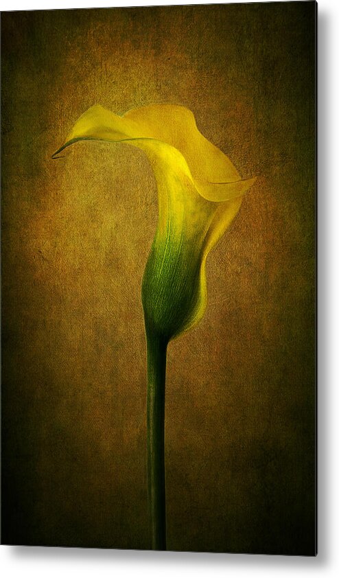 Calla Metal Print featuring the photograph Lady in Yellow by Marina Kojukhova