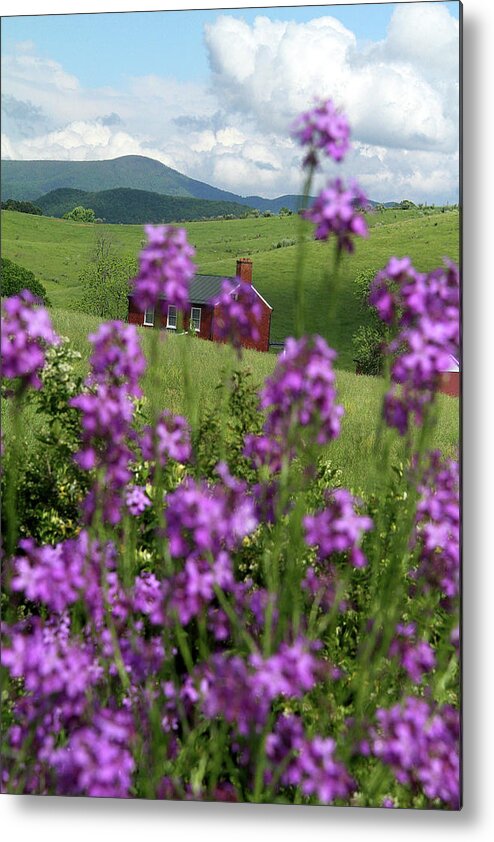 Grass Metal Print featuring the photograph Landscape with purple flowers in Virginia by Emanuel Tanjala