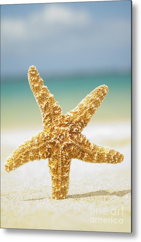 Afternoon Metal Print featuring the photograph Large orange seastar by Mary Van de Ven - Printscapes