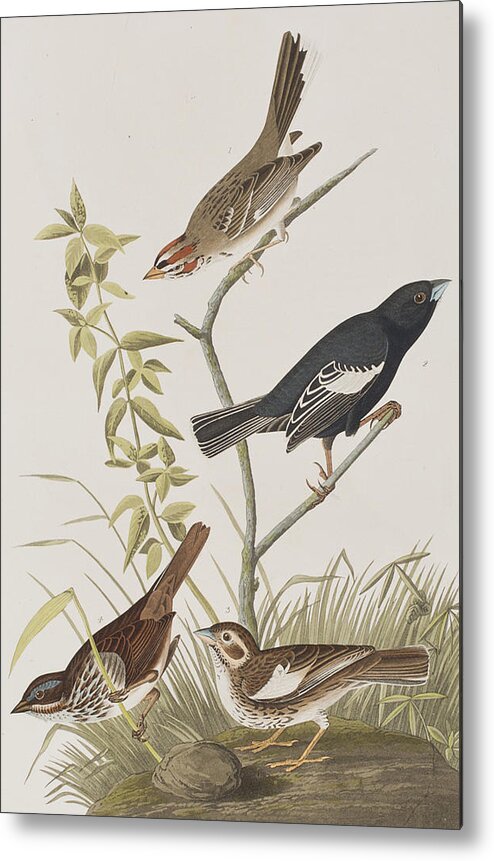 Finch Metal Print featuring the painting Lark Finch Prairie Finch Brown Song Sparrow by John James Audubon