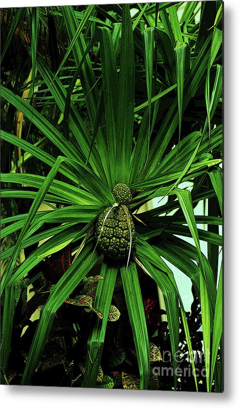 Hala Metal Print featuring the photograph Lauhala Plant by Craig Wood