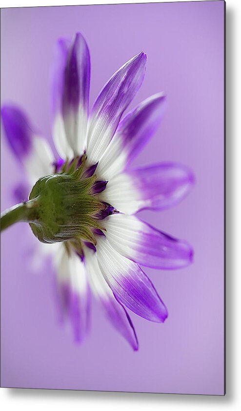 Cineraria Metal Print featuring the photograph Layers of mauve by Shirley Mitchell