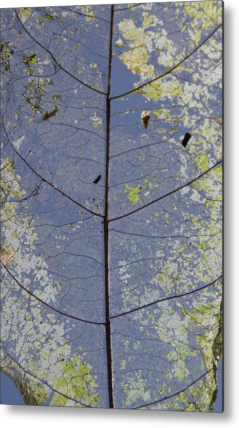 Leaf Metal Print featuring the photograph Leaf structure by Debbie Cundy