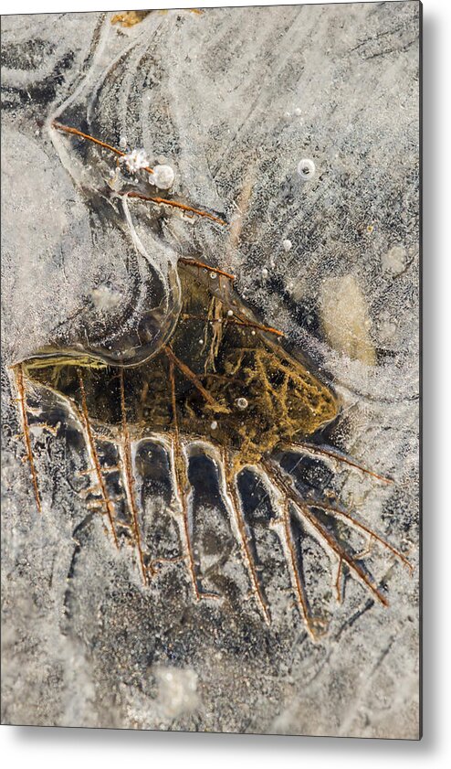 Cold Metal Print featuring the photograph Leaf Veins in Ice by Robert Potts