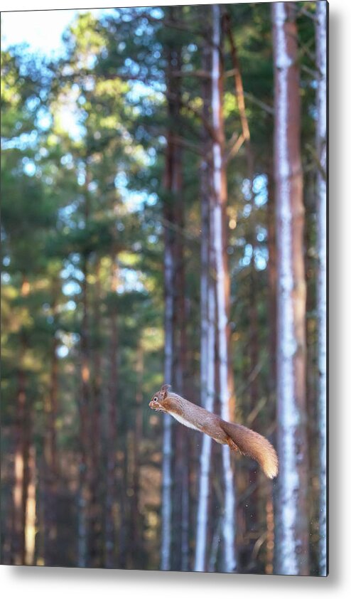 Red Metal Print featuring the photograph Leaping Red Squirrel Tall by Pete Walkden