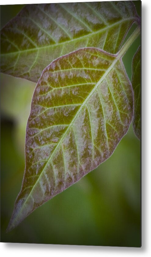 Leaf Metal Print featuring the photograph Leaves by Bob Decker