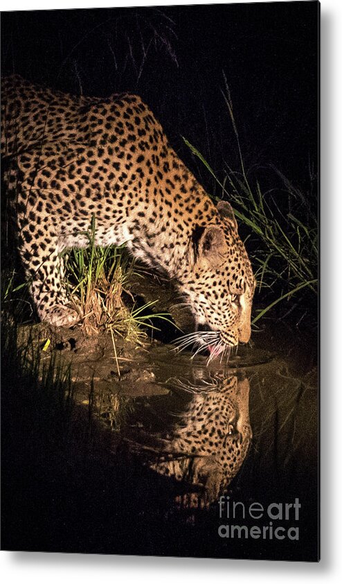 Elephant Plains Metal Print featuring the photograph Leopard Drinking Vertical by Jennifer Ludlum
