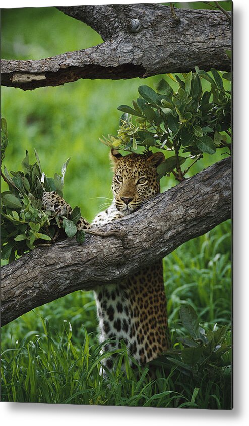 00205505 Metal Print featuring the photograph Leopard Scent Marking Tree by Gerry Ellis