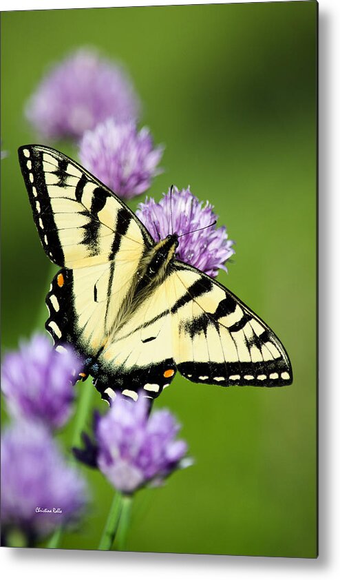 Butterfly Metal Print featuring the photograph Beautiful Swallowtail Butterfly On Flowers by Christina Rollo