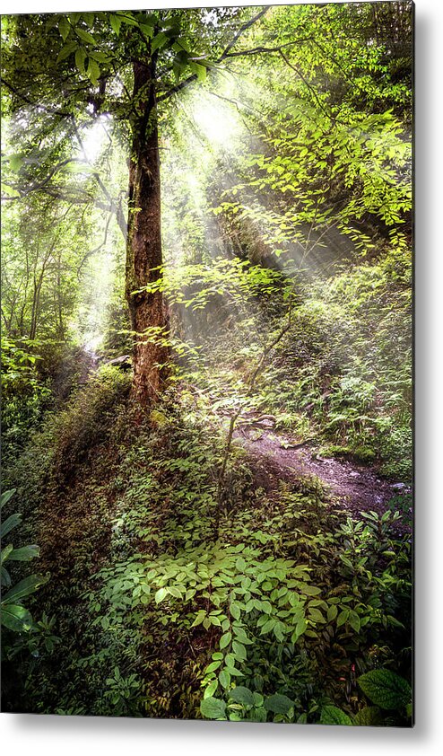 Appalachia Metal Print featuring the photograph Light along the Trail by Debra and Dave Vanderlaan