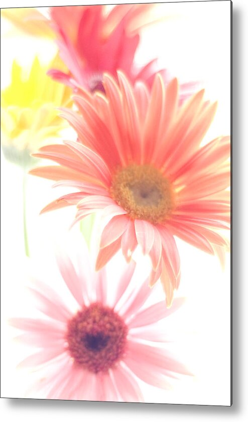 Flowers Metal Print featuring the photograph Light and Color by John Gusky