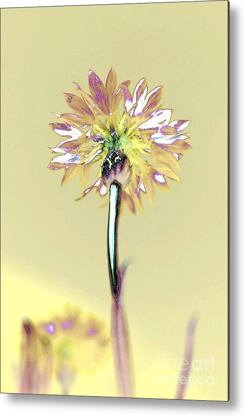 Flower Metal Print featuring the photograph Light and Lovely by Dani McEvoy