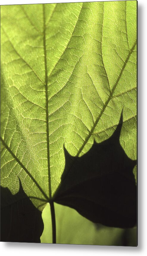 Maple Leaf Metal Print featuring the photograph Light and Maple Leaf Macro by Blair Seitz